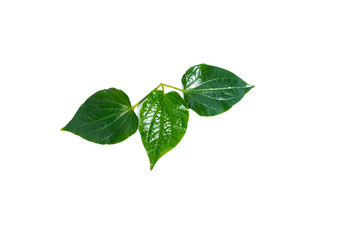 Green betel leaf isolated on the white background