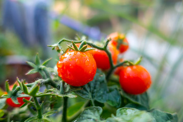 Branches of cherry tomato/ Cherry tomato/ Cherry tomato from the garden