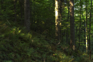 fairy forest of virgin forests in the Carpathian Mountains