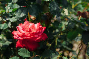 Red rose with green leaves bush background, vintage film style image