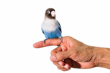 Parrot lovebird sitting on hand on white background