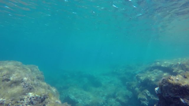 Camera facing up in turquoise collor open waters in the Mediterranean Sea, with many fish species that crosses the image. Video made in Sicily, Italy.