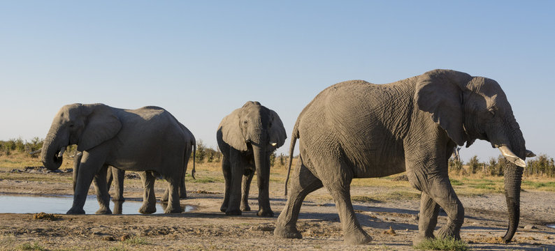 African elephants (Loxodonta africana) at waterhole, Botswana