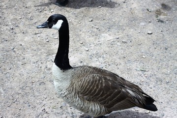 Obraz premium Gansos canadienses