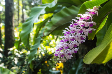 Rhynchostylis gigantea orchid in garden
