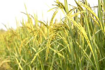 Paddy rice field close up.