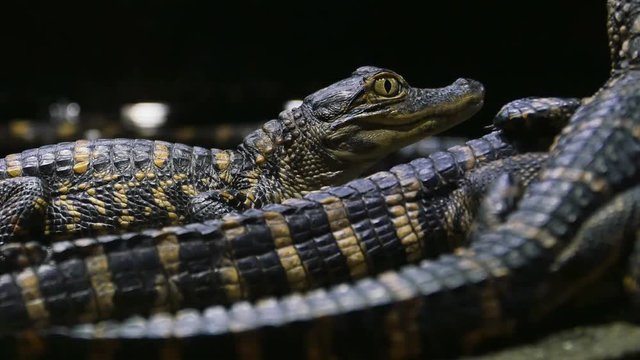Baby Alligator on Rocks Next to Water, 4K