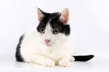 kleine schwarz weiße Katze liegt entspannt im Studio