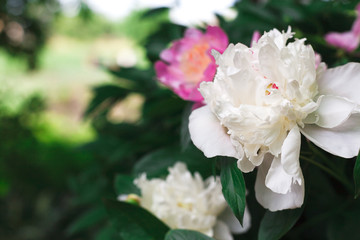 Blooming peonies in garden, flower background