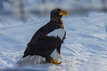 Eagle in the snow.