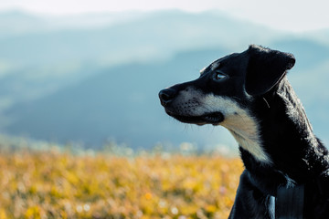 Wandern mit Hund