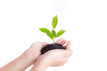 Hands holding seedling on white background,Ecology concept