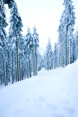 Verschneiter Weg im Winter 