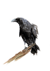 watercolor crows. sketch