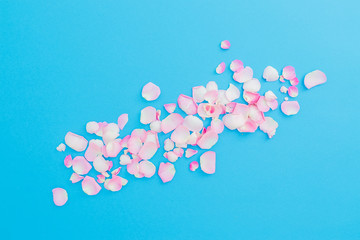 Pastel flowers petals arrangement on blue background. Flat lay, Top view. Valentines day