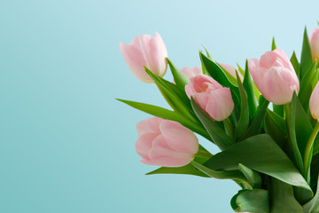 Pink tulips bouquet on blue background