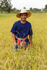 Naklejka na ściany i meble Asian farmer working in the rice field