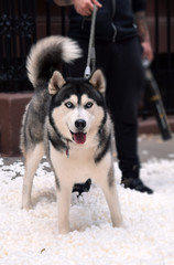 Husky in the... snow?