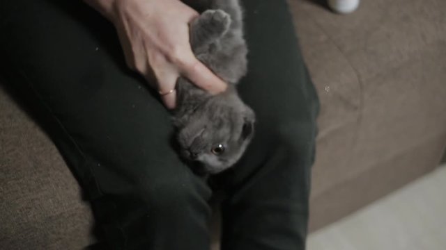 Woman sprays the affected areas of ringworm in a kitten