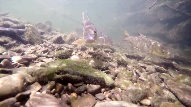 Barbel, Barbus barbus swimming in the little creek. Underwater close up video of barbels group. 