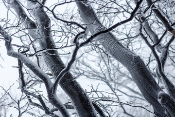 winter forest close up background