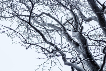 winter forest close up background