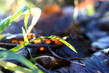 Regentropfen auf Grashalm