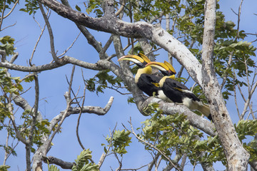 カオヤイ国立公園のホーンビル