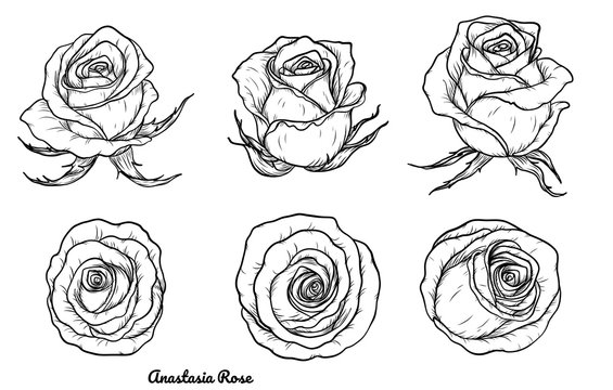 Rose vector set by hand drawing.Beautiful flower on white background.Rose art highly detailed in line art style.Anastasia rose for wallpaper.
