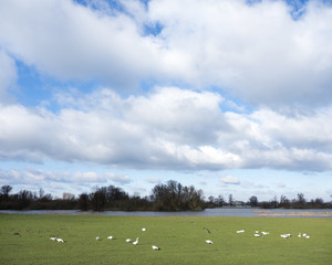 Obraz premium white geese graze in food plains of river ijssel near dutch cities kampen and Zwolle in the netherlands