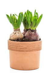 Fresh hyacinth flower beginnings white background