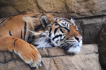 Fototapeta na wymiar Sumatran Tiger Sleeping