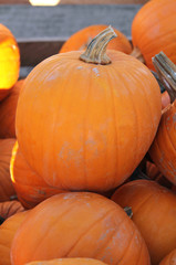 Pile of pumkins in the shade after harvest