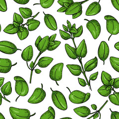 Oregano vector seamless pattern. Isolated Herb plant branch with