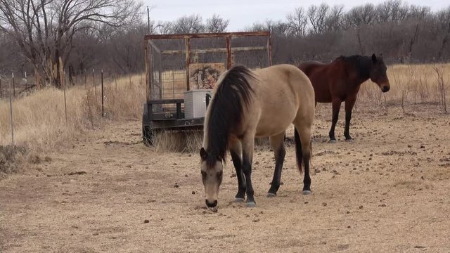 January, 2018, Texas, USA. View of horses in pasture at winter time.