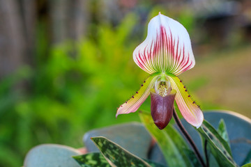 Paphiopedilum, (Lady'slipper), beautiful natural  orchid in rainseason.