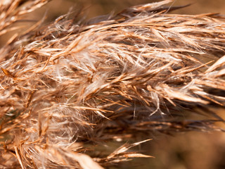 close up of reed grass golden flower heads windy special