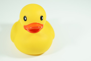 Yellow Rubber Duck isolated on white .background