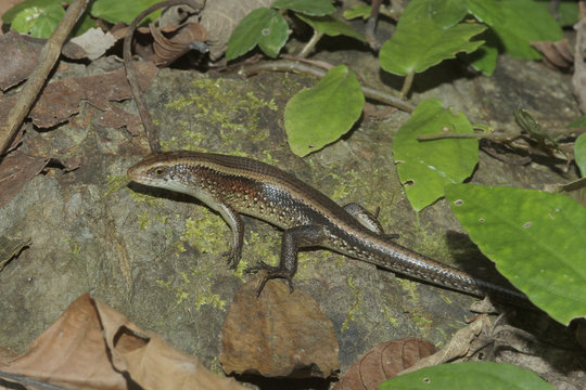 Skink auf Stein (Scincidae)