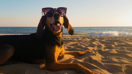 Happy dog at the beach wearing sunglasses. A cute moment.