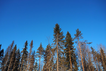 Tops of the pines against a clear blue sky. Coniferous majestic tall trees in the forest.  