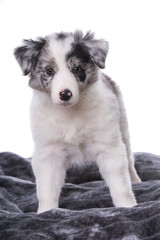 Stehender Border Collie Welpe