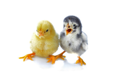 little chickens isolated on white background