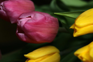 bouquet of yellow and pink tulips isolated  
