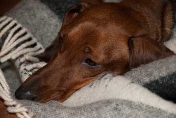 dachshund puppy on the couch