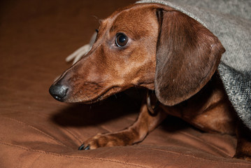 dachshund puppy on the couch