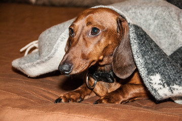 dachshund puppy on the couch