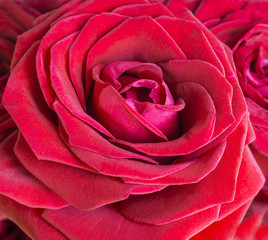Valentine's day background/red roses close up