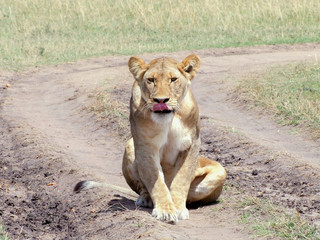Female lion licking