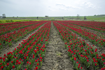 Tulip field, Tulip flower background Silivri,Istanbul Turkey